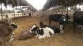 Glückliche Kühe auf der Farm.jpg
