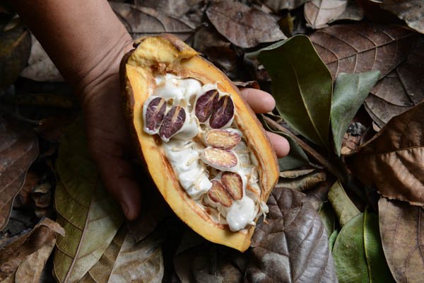 Kakaobohnenernte Norandino in Peru