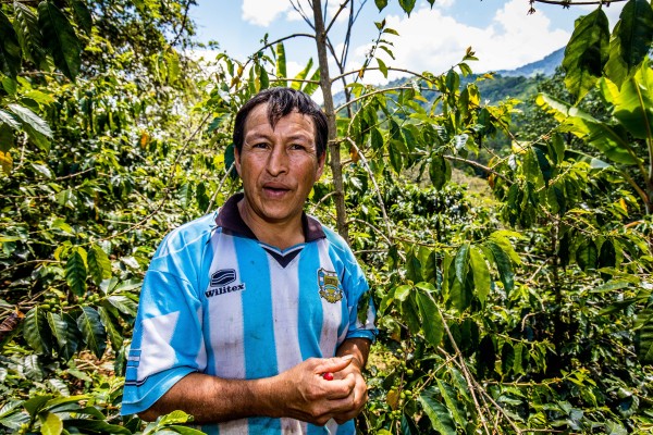 Der Kaffeebauer Francisco Pintado Luna kontolliert seine Kaffeepflanzen. 