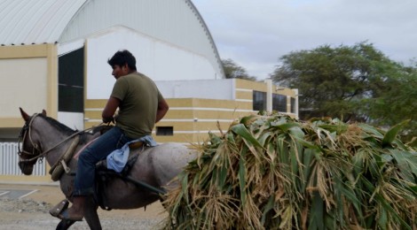 In Peru sind Pferd und Esel vielerorts noch regelmäßig als Transportmittel im Einsatz
