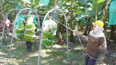 Seiltransportsystem für Bananen bei APPBOSA, Peru
