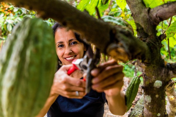Lupa Mera bearbeitet ihre Kakao-Bäume. 