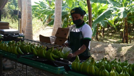 Kontrolle von Bananen, APPBOSA, Peru